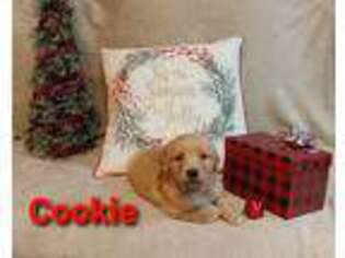 Golden Retriever Puppy for sale in Hillsboro, OH, USA
