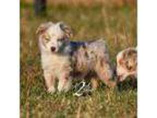 Miniature Australian Shepherd Puppy for sale in Chelsea, OK, USA