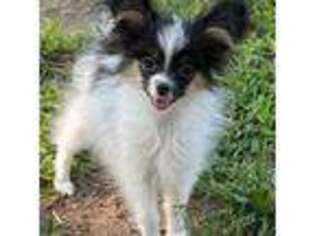 Papillon Puppy for sale in Saint Joseph, MO, USA