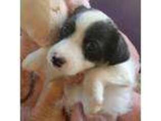 Jack Russell Terrier Puppy for sale in Plainfield, NJ, USA