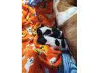 Basset Hound Puppy for sale in Fulton, MO, USA