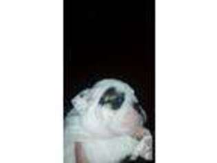 Bulldog Puppy for sale in HAMILTON, OH, USA