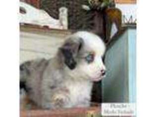 Miniature Australian Shepherd Puppy for sale in Maypearl, TX, USA