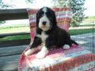 Mutt Puppy for sale in Eldorado, OH, USA