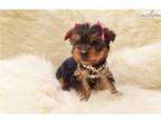 Yorkshire Terrier Puppy for sale in San Diego, CA, USA