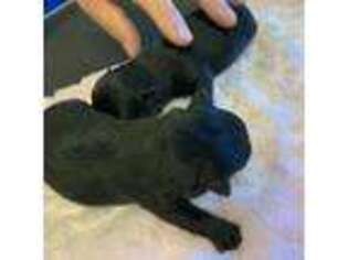 Scottish Terrier Puppy for sale in Leonard, TX, USA