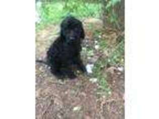 Goldendoodle Puppy for sale in Elkin, NC, USA
