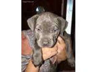Mutt Puppy for sale in Meansville, GA, USA