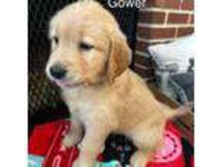 Golden Retriever Puppy for sale in Vineland, NJ, USA