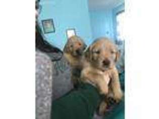 Golden Retriever Puppy for sale in Show Low, AZ, USA