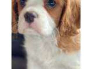 Cavalier King Charles Spaniel Puppy for sale in Sunbury, PA, USA