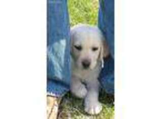 Labrador Retriever Puppy for sale in Scarborough, ME, USA