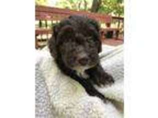 Mutt Puppy for sale in Pinckney, MI, USA