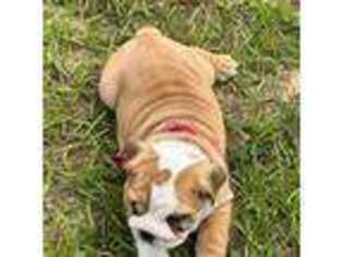 Bulldog Puppy for sale in Davenport, FL, USA