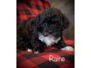 Shih-Poo Puppy for sale in Fredericksburg, PA, USA