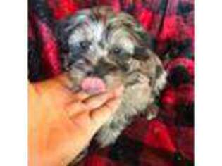 Mutt Puppy for sale in Coal City, IN, USA