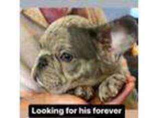 French Bulldog Puppy for sale in Carson City, NV, USA