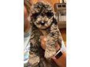 Cavapoo Puppy for sale in Notasulga, AL, USA