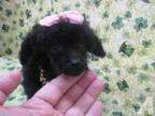 Mutt Puppy for sale in INDIO, CA, USA