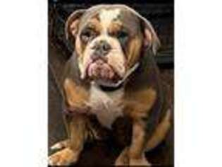Bulldog Puppy for sale in Florence, KY, USA