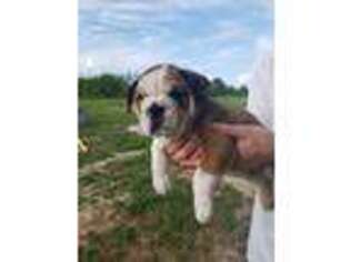Bulldog Puppy for sale in Byron, GA, USA