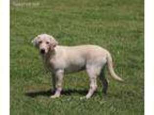 Labrador Retriever Puppy for sale in Covington, TX, USA