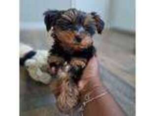 Yorkshire Terrier Puppy for sale in Goose Creek, SC, USA