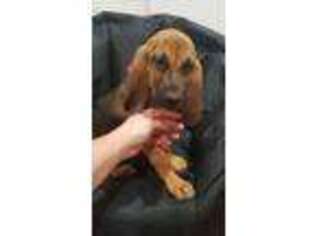 Bloodhound Puppy for sale in Okeechobee, FL, USA