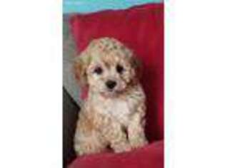 Cavapoo Puppy for sale in Columbia, SC, USA