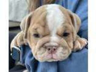 Bulldog Puppy for sale in Tompkinsville, KY, USA