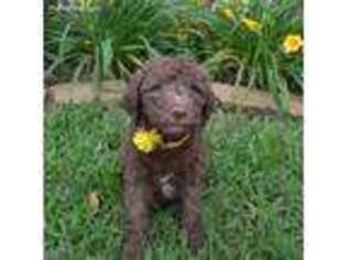 Goldendoodle Puppy for sale in Keller, TX, USA