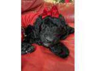 Goldendoodle Puppy for sale in Haddonfield, NJ, USA