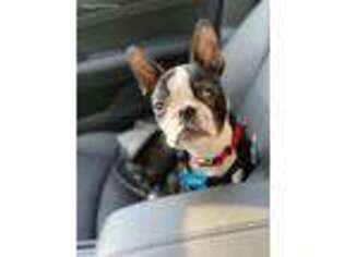 Boston Terrier Puppy for sale in Severn, MD, USA