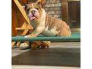 Bulldog Puppy for sale in Minerva, OH, USA