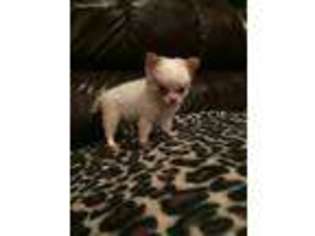 Chihuahua Puppy for sale in Denton, TX, USA