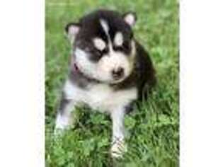 Siberian Husky Puppy for sale in Morgantown, IN, USA