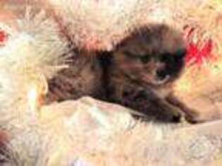 Pomeranian Puppy for sale in Alliance, OH, USA