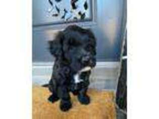 Portuguese Water Dog Puppy for sale in La Verkin, UT, USA