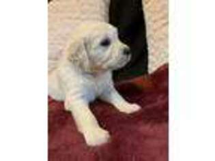 Mutt Puppy for sale in Fayetteville, WV, USA