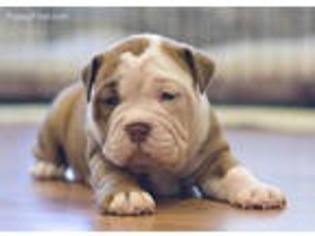 Olde English Bulldogge Puppy for sale in College Station, TX, USA