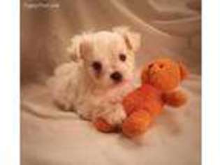 Maltese Puppy for sale in Leesville, SC, USA