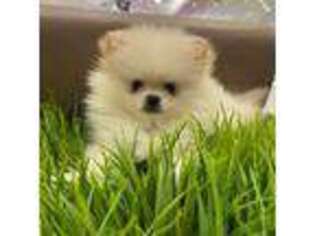 Pomeranian Puppy for sale in Manchester, CT, USA