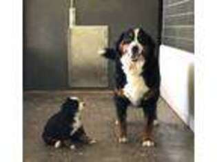 Bernese Mountain Dog Puppy for sale in Green Valley, AZ, USA