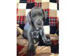 Great Dane Puppy for sale in Hillsboro, KS, USA