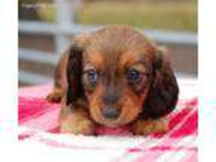 Dachshund Puppy for sale in Chiefland, FL, USA