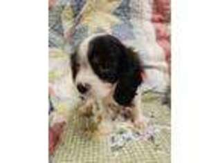 Cavalier King Charles Spaniel Puppy for sale in Hendersonville, NC, USA