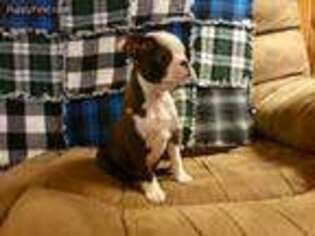 Boston Terrier Puppy for sale in Dora, MO, USA