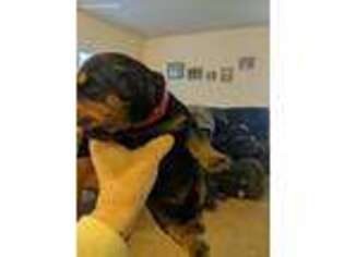 Rottweiler Puppy for sale in Caldwell, ID, USA