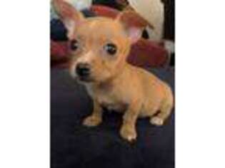 Chihuahua Puppy for sale in Bridgewater, MA, USA