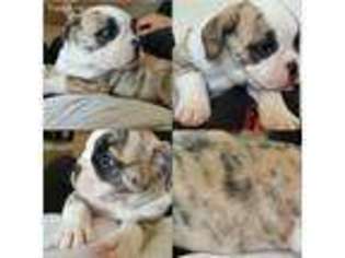 Olde English Bulldogge Puppy for sale in Hollister, CA, USA